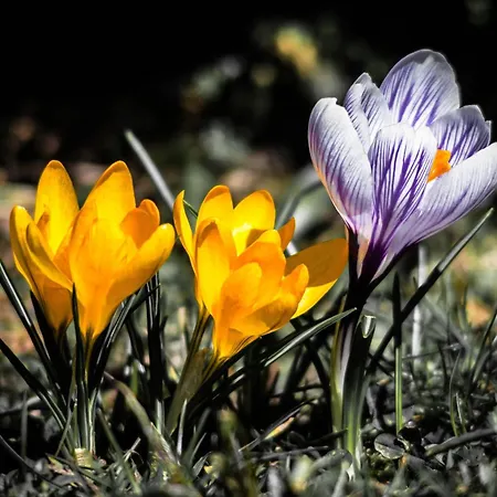 Bed and breakfast U Hanki 3*