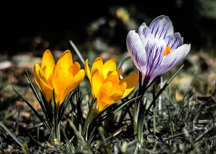 Bed & Breakfast U Hanki 3*